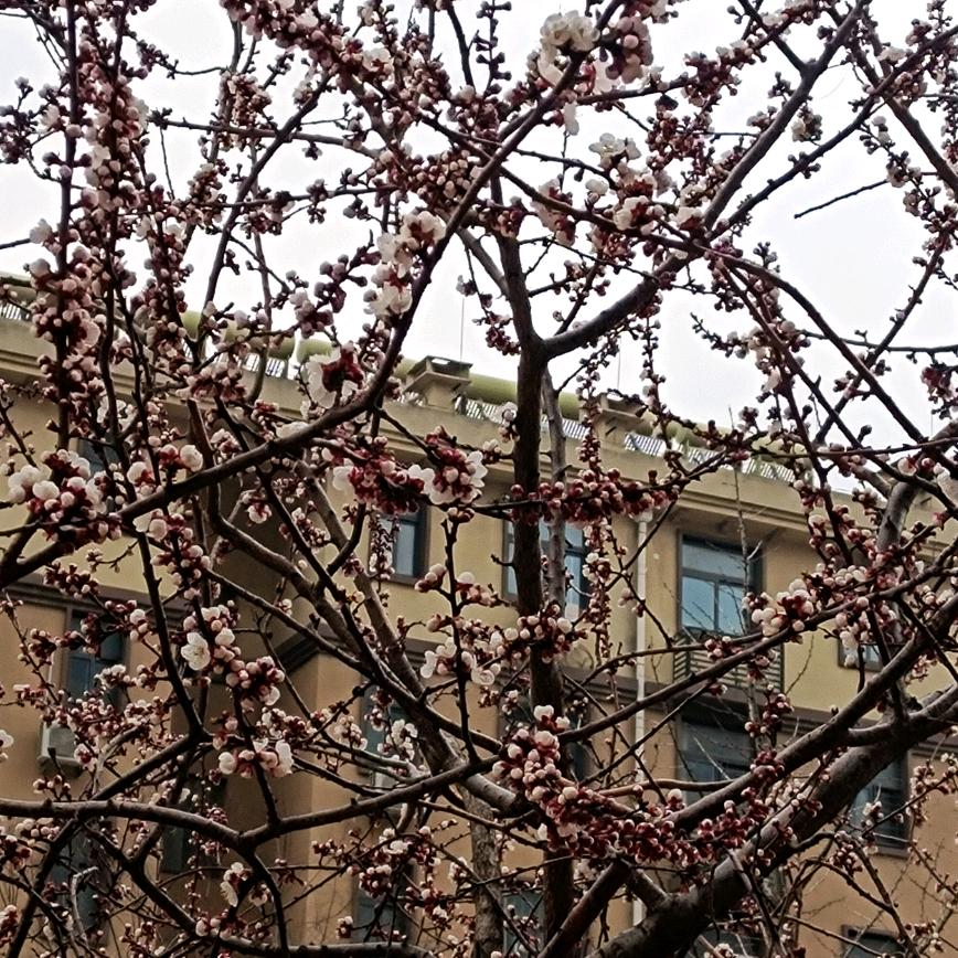 向阳花开