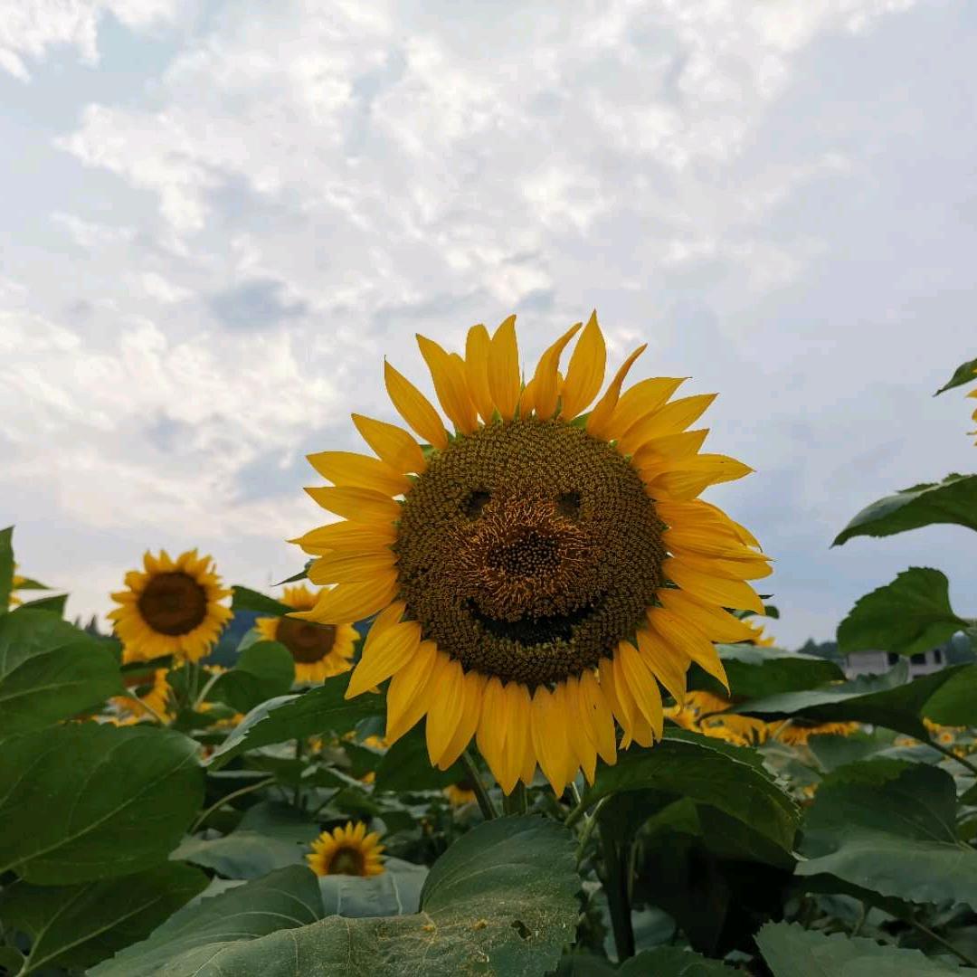大战僵尸的向阳花