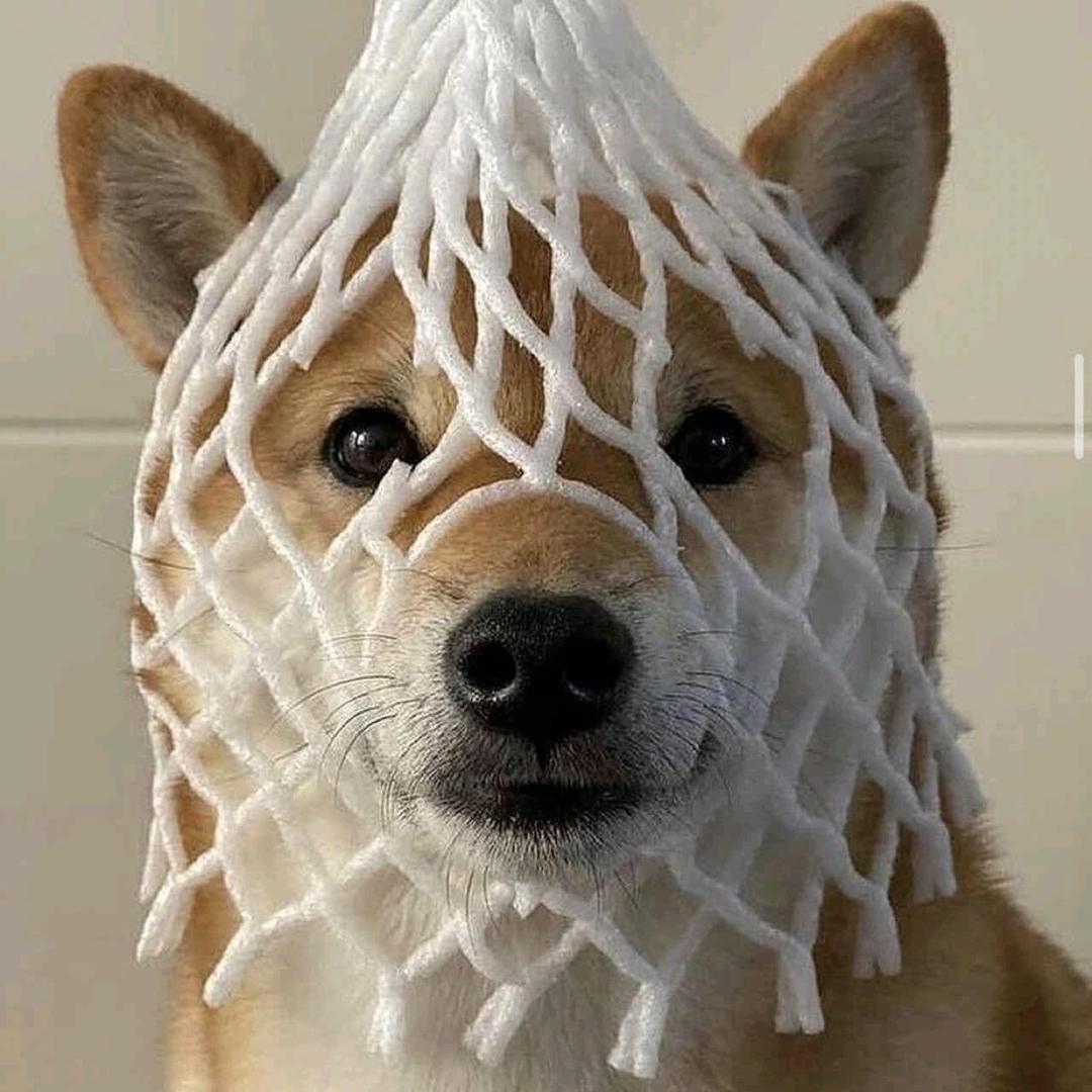 爱喝杨枝甘露