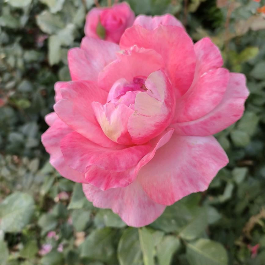 龙马123