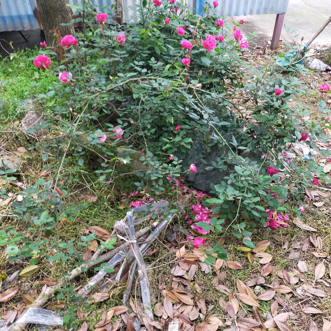 唯一的依恋🌈.…～……