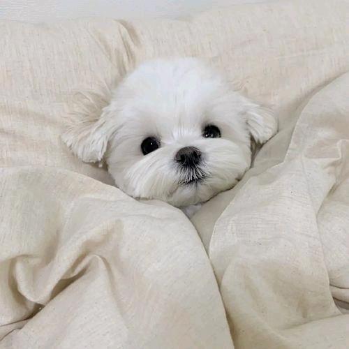 皮蛋瘦肉(￣▽￣)周