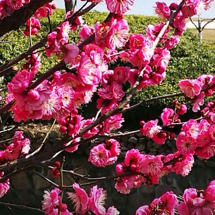 半夏～微凉