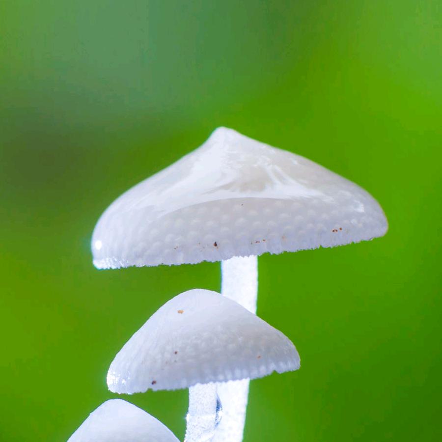 愿望