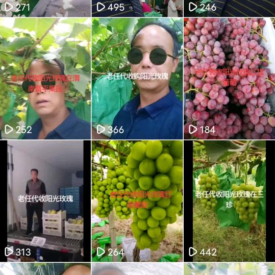 老任果业农民专业合作社