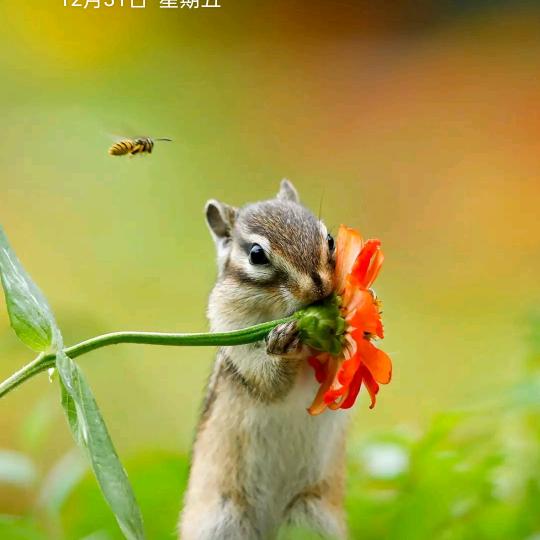 乐曲
