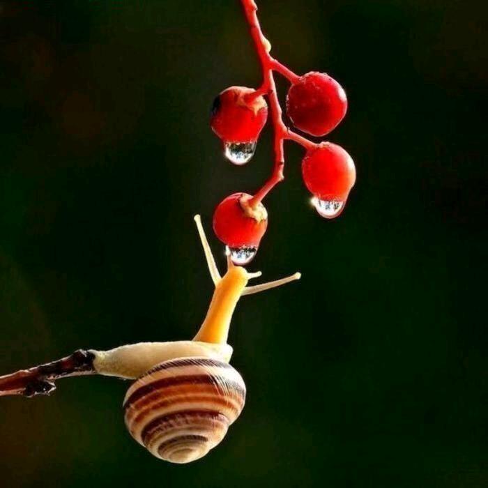 蜗牛໊ོ