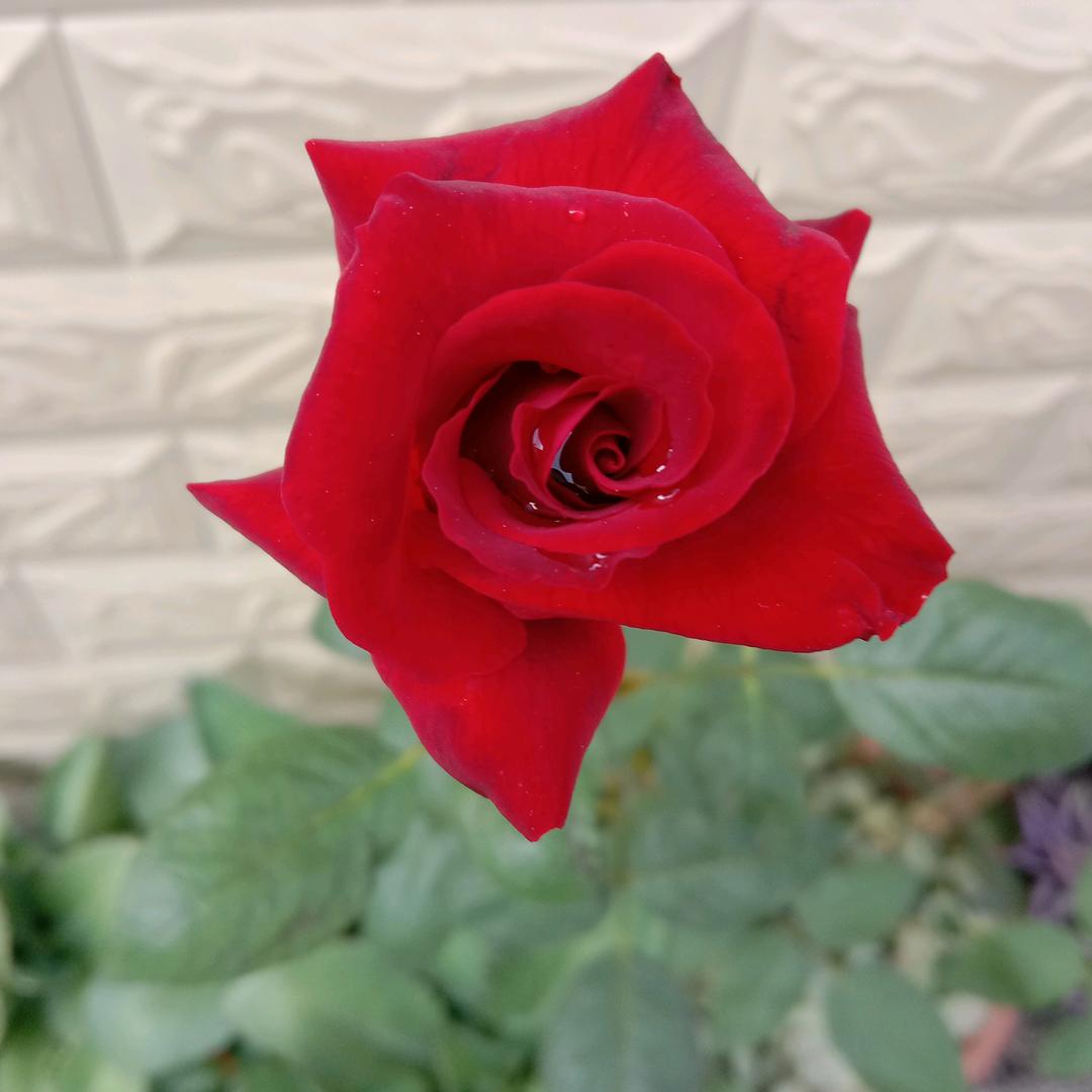 群🌺