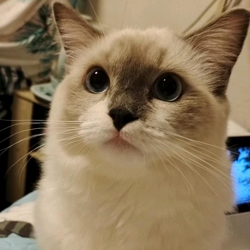 淦饭是只猫