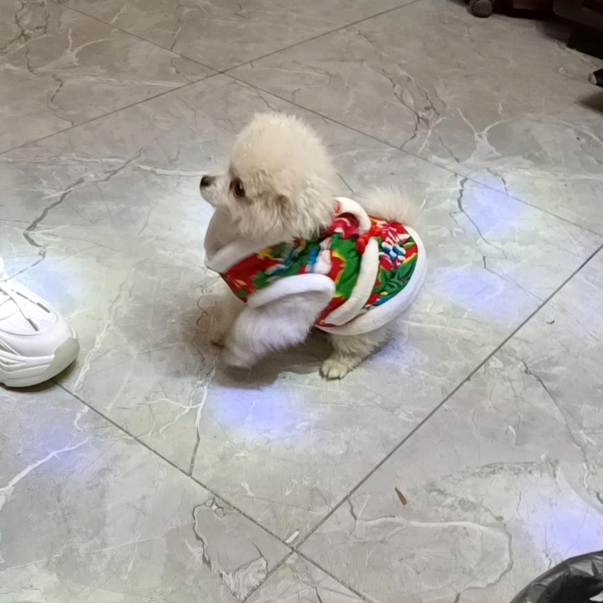 雨中丽影