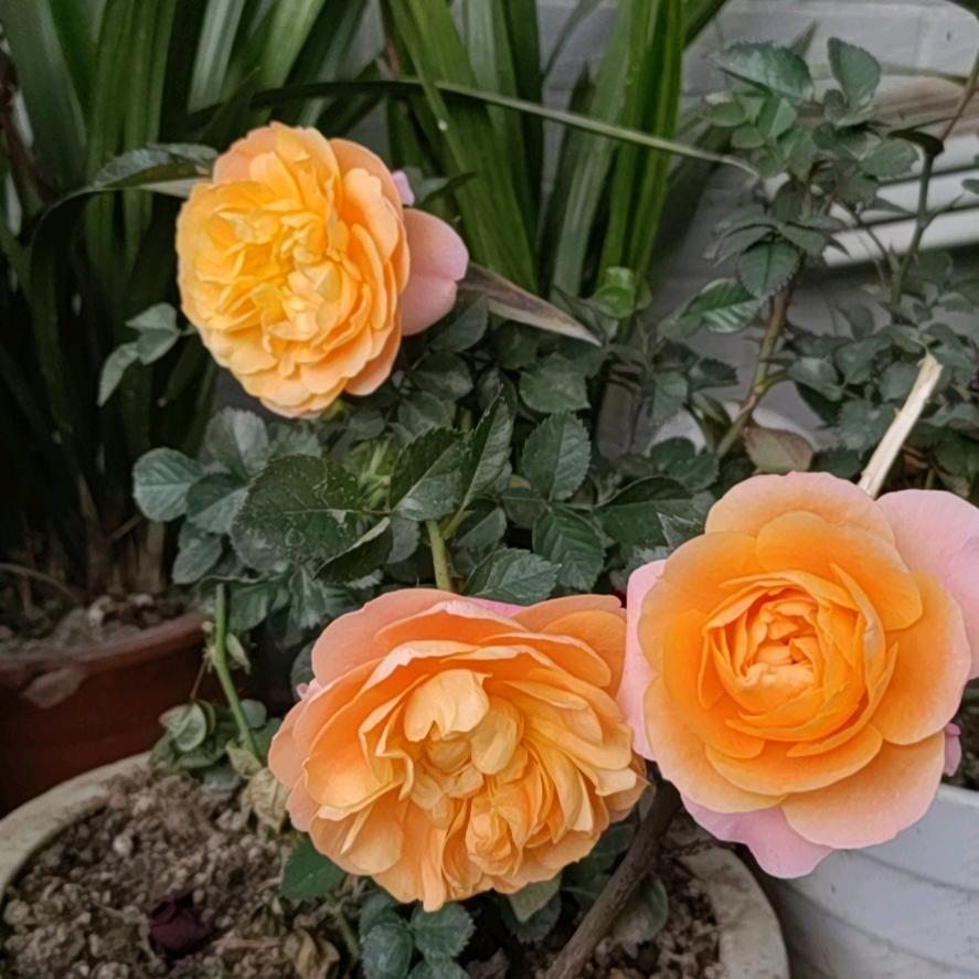 三月梅花