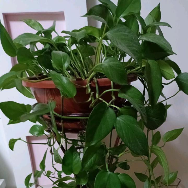 小苹果