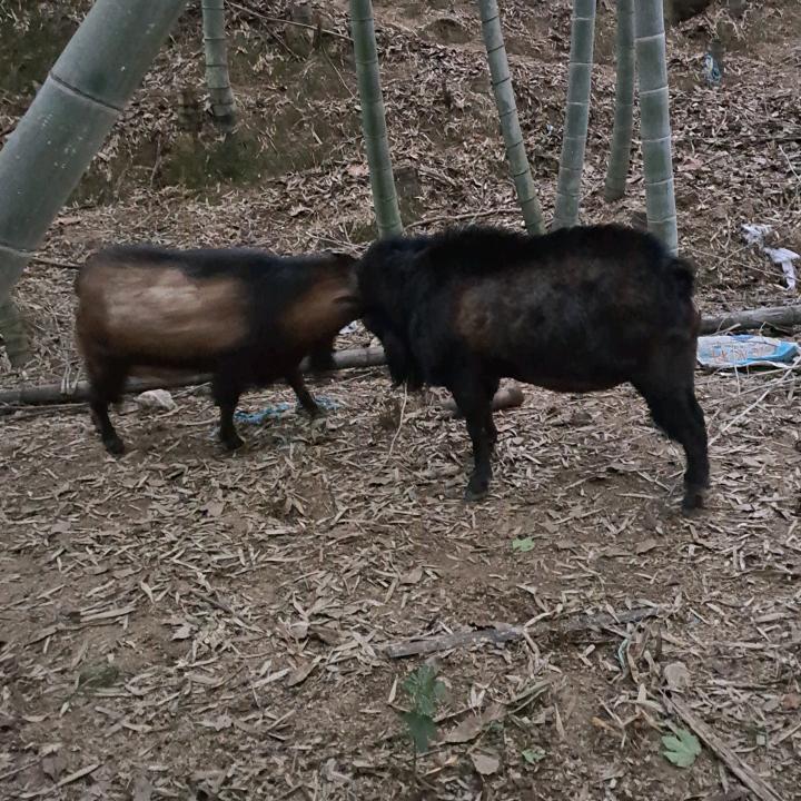 永泰富泉羊