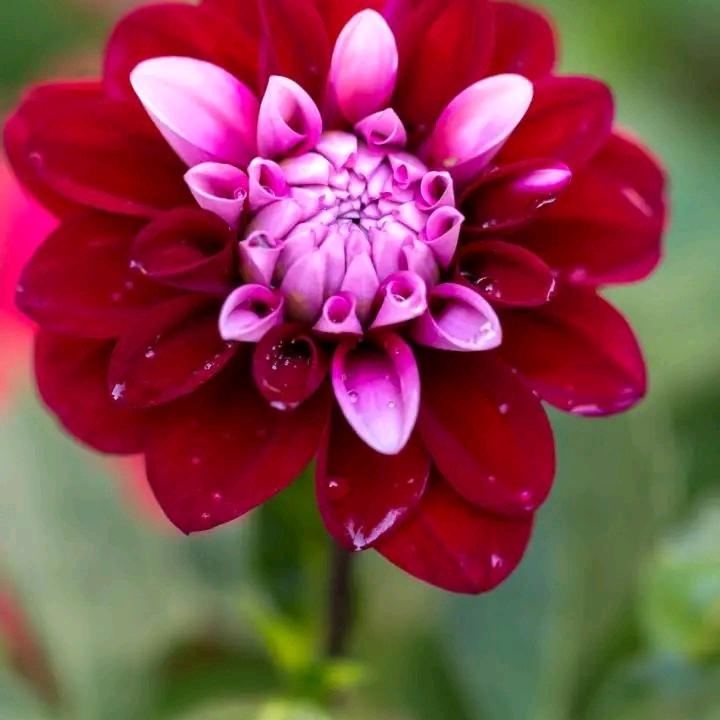 荷花123
