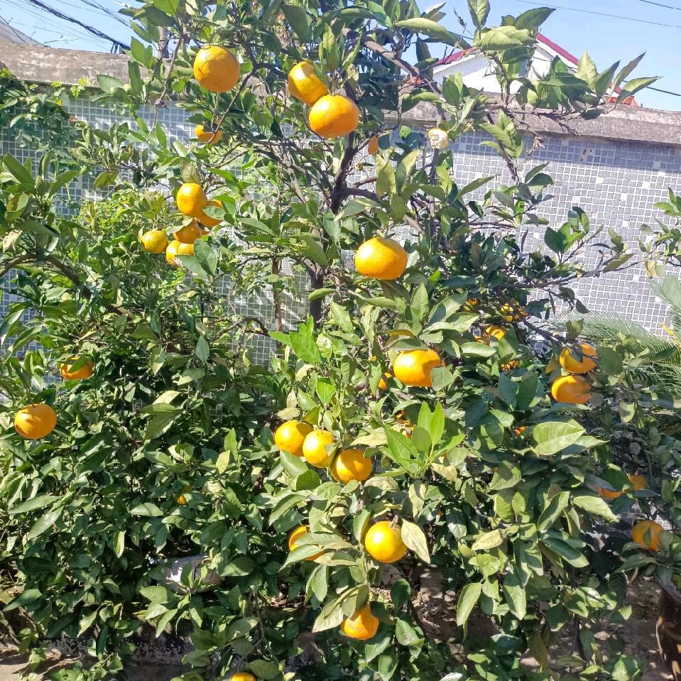 一片兵