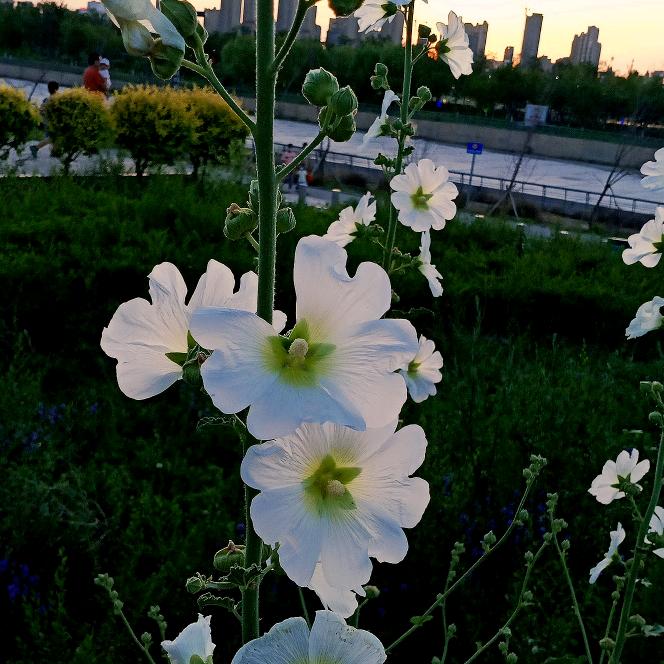 🌺美好生活🌺