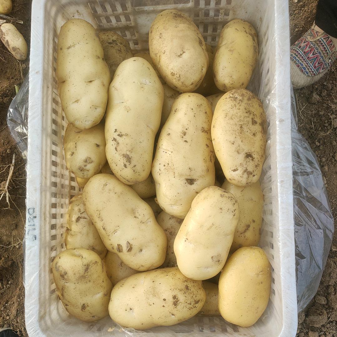 冠县洪达蔬菜批发商行