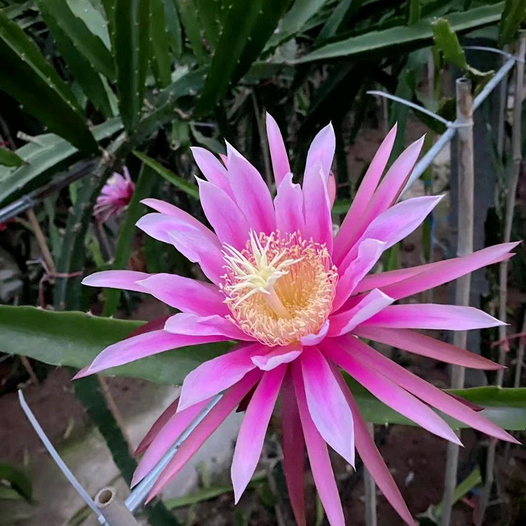 千居阁花卉旗舰店甄选