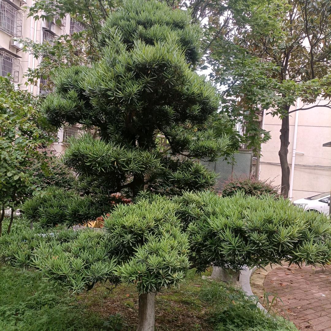 华戈园林绿化养护有限公司