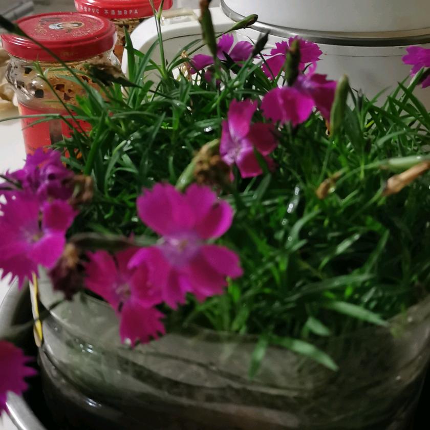老骥伏枥