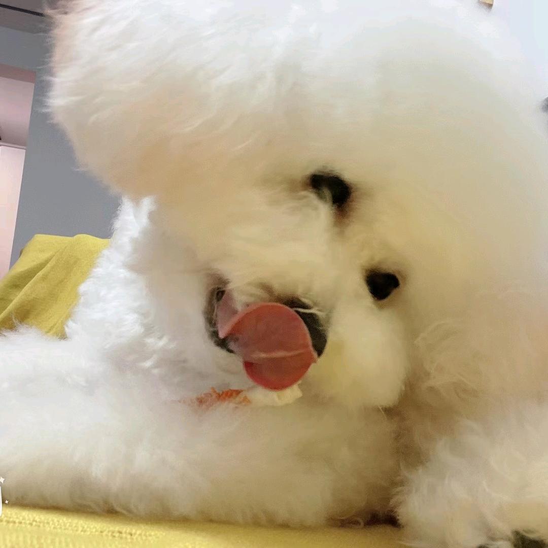 🌈卖宠物的小哥哥