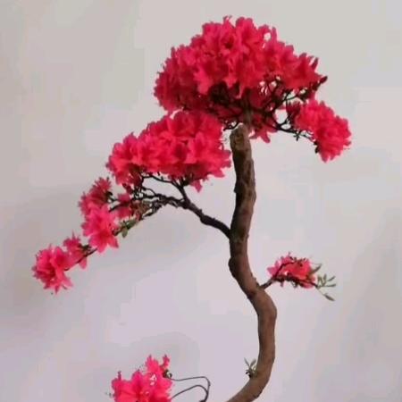 苏石园艺