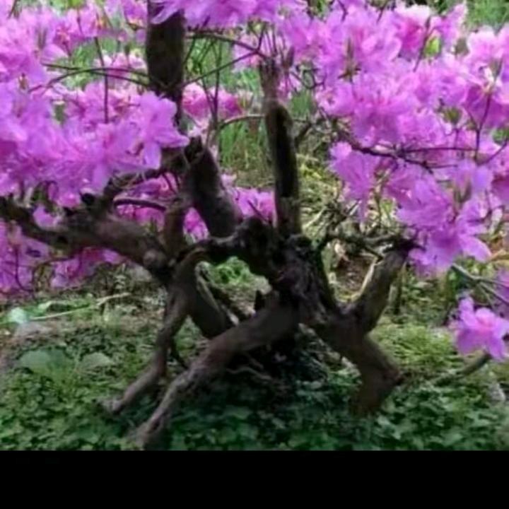 幸福