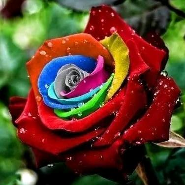 芳华