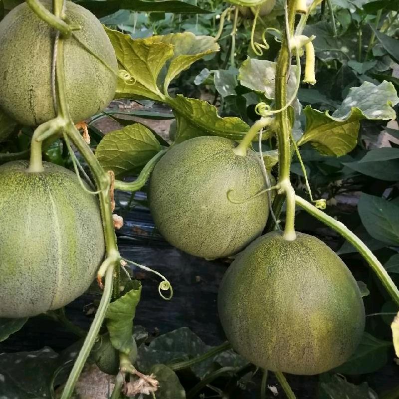 👑鲁路畅通🚒