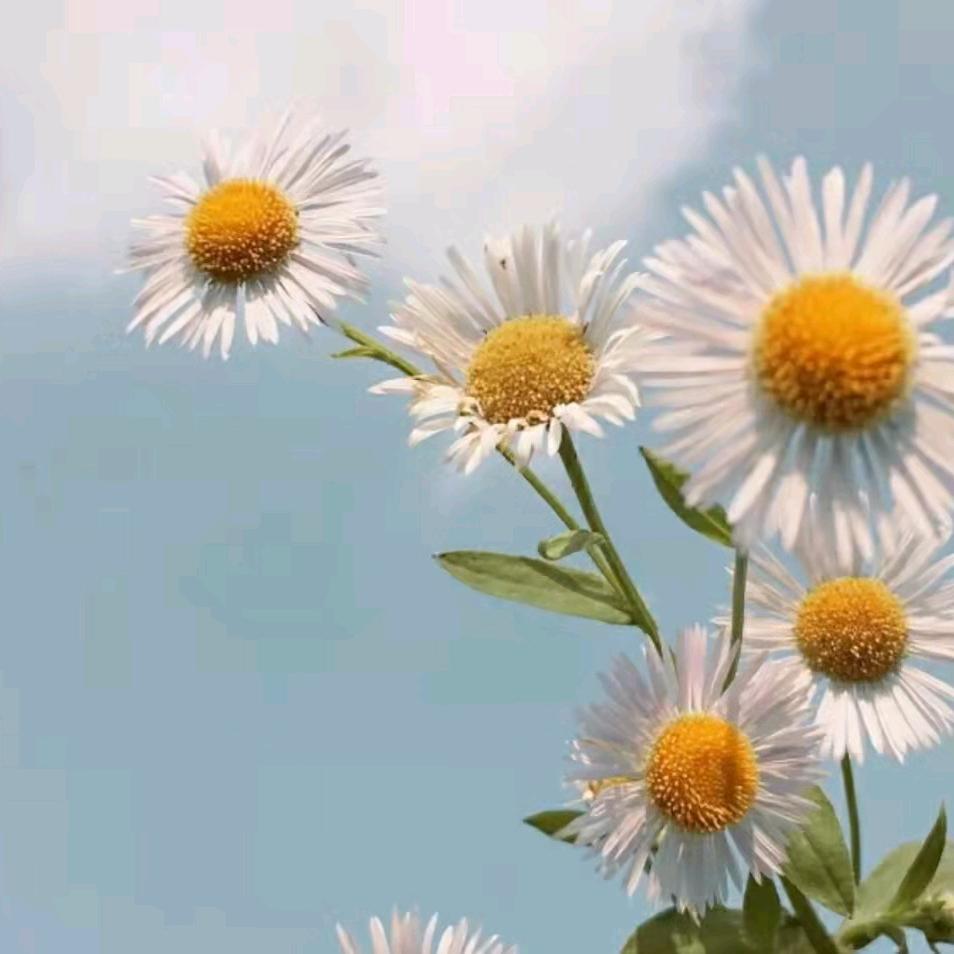 晨曦.
