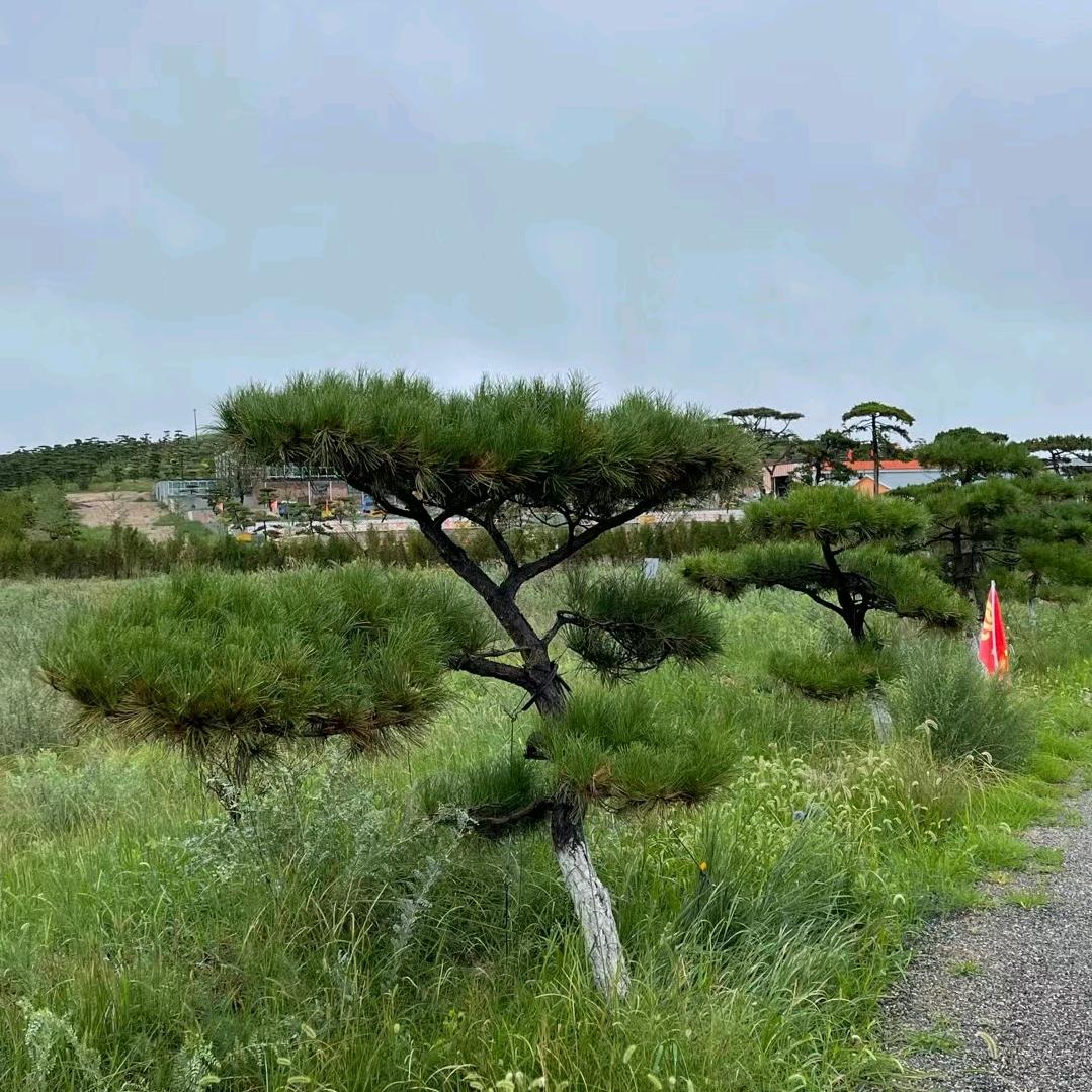 青春如花