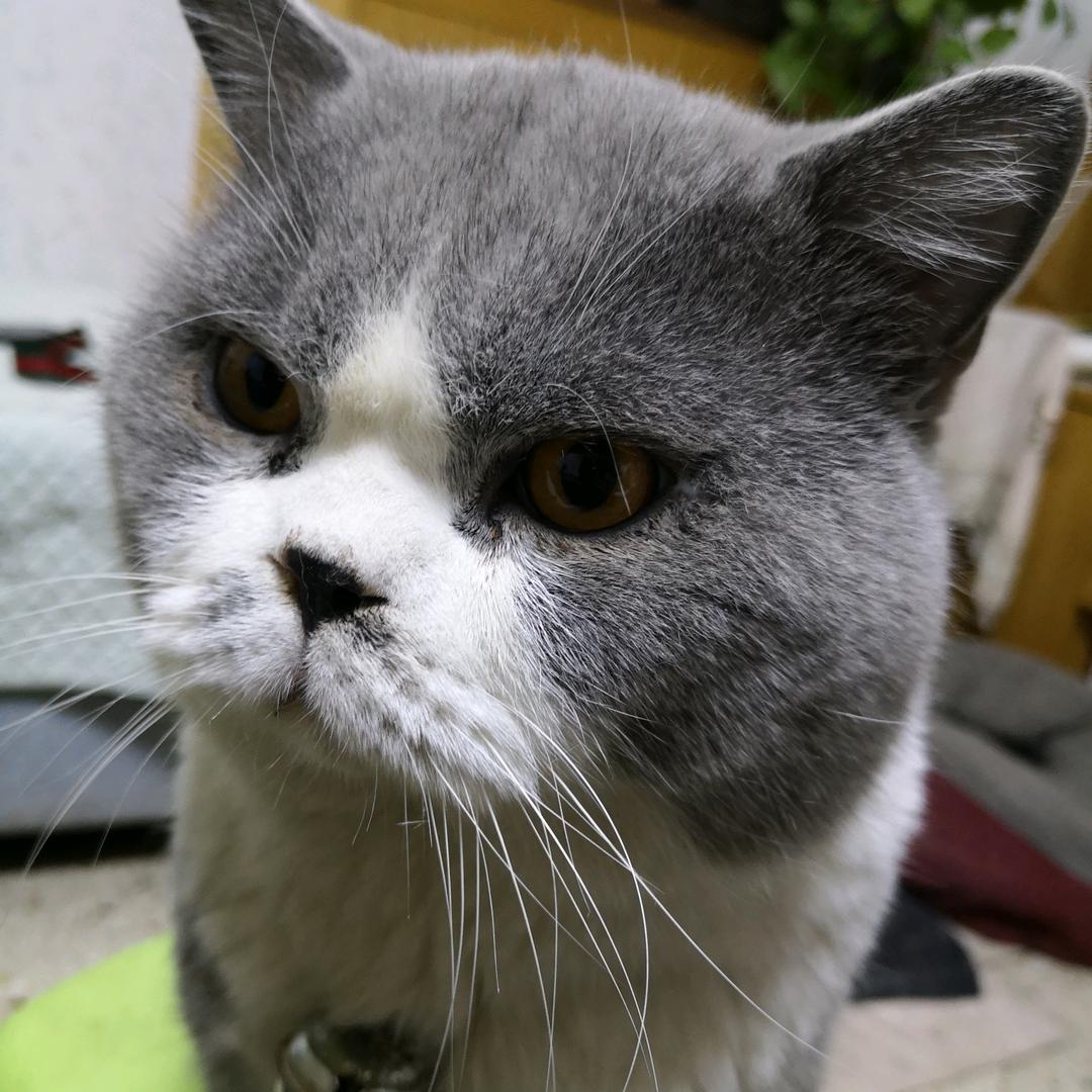 高