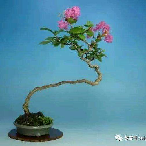 方寸盆景园1