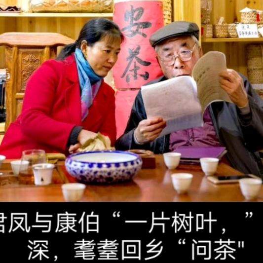 安茶女(一枝春)→)君凤祁兰香(茶+民宿