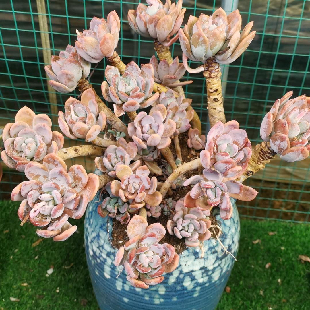 吉祥花卉