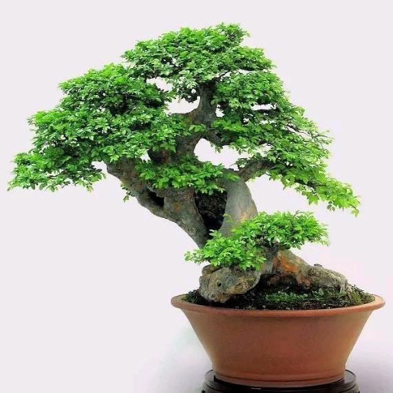 曼妙高端盆景
