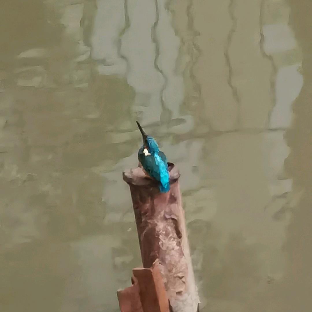 大卉卉