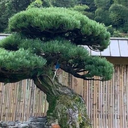 天龙货运全国