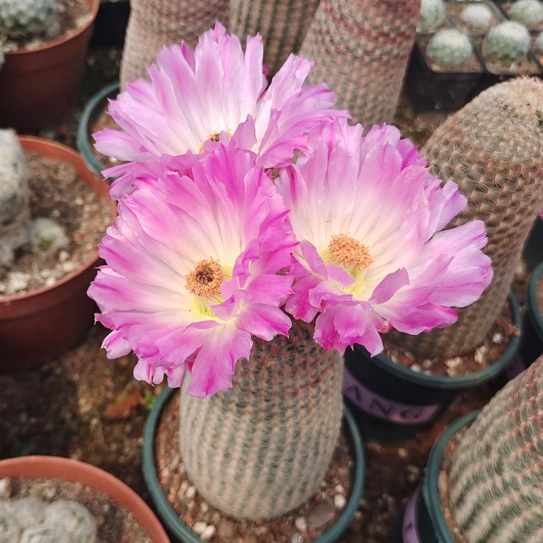 阿优仙人球花卉