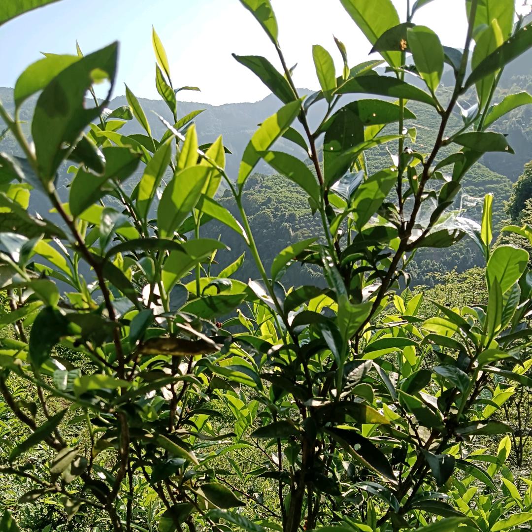 幸福为家