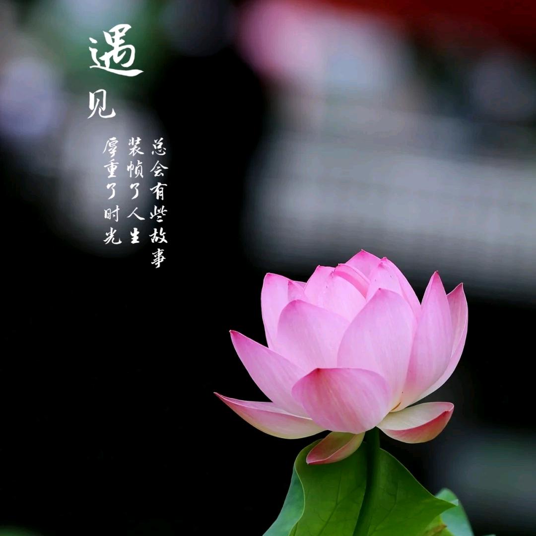 玉见不一样