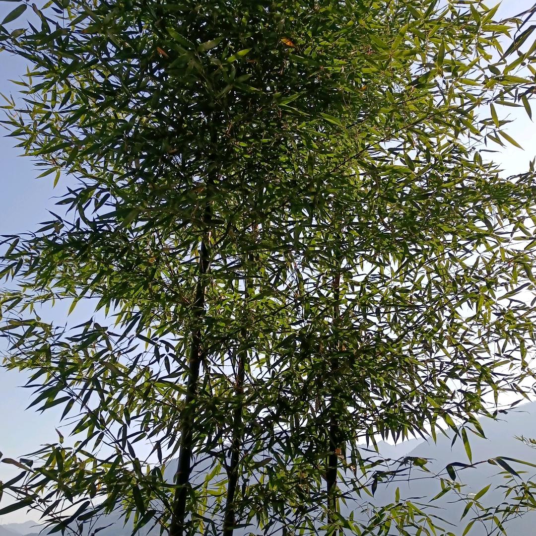青竹