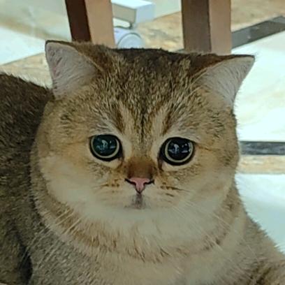 糖一条