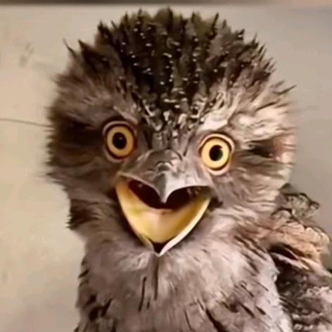 神奇的人啊，呸