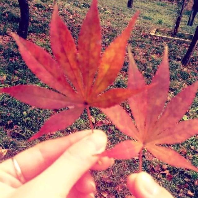 🍁🍁