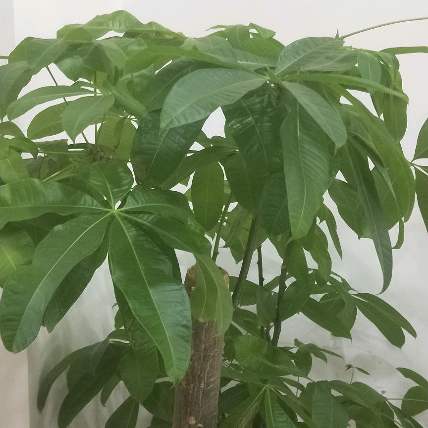 百万优选，