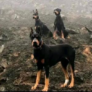 龙哥养犬