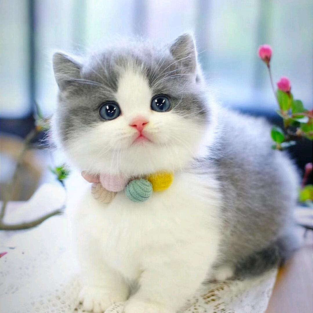 动感猫舍