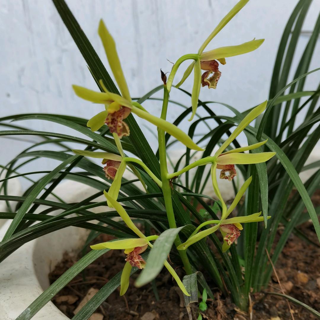 小华