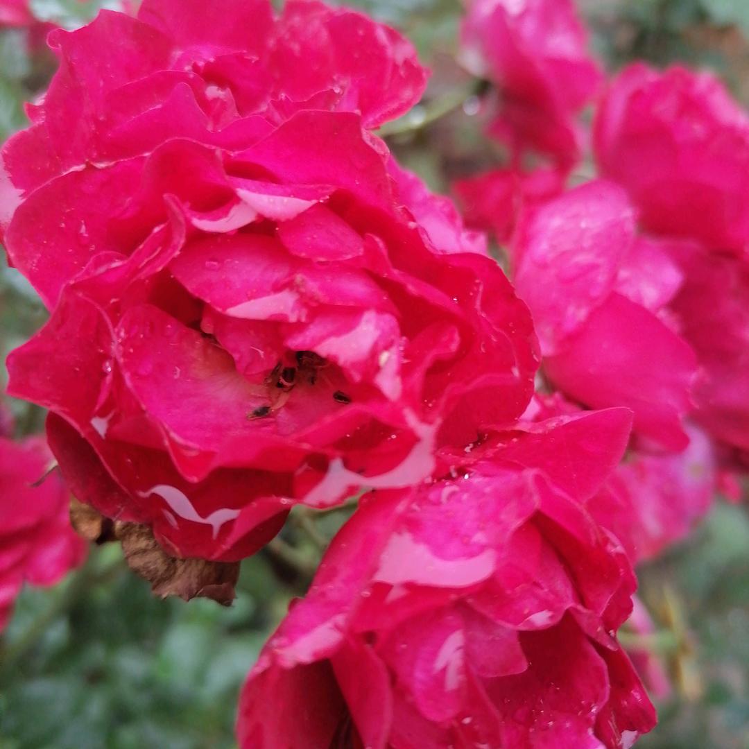 花花草草